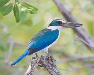 utils/thumbs/Alcedinidae/Todiramphus_hbfvdaAxWEwjnnqDnERrCZ.jpg
