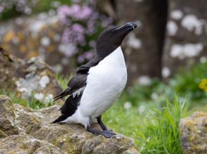 utils/thumbs/Alcidae/Alca_CZaNkBdjsBsXs8EkEpXDfe.jpg