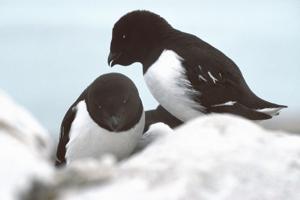 utils/thumbs/Alcidae/Alle_fY3FcZUi69ep4zejgKvpKH.jpg