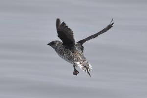 Brachyramphus brevirostris