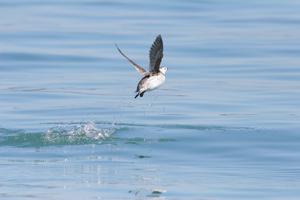 utils/thumbs/Alcidae/Brachyramphus_5zdEBhw5ptpjQcUuxHfVHC.jpg