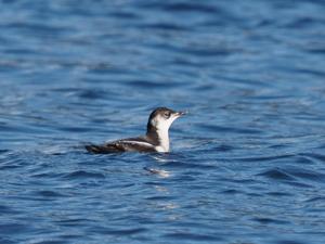 Brachyramphus marmoratus
