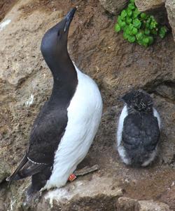 Uria lomvia