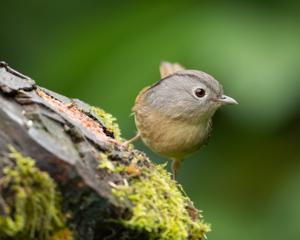 utils/thumbs/Alcippeidae/Alcippe_Gwp6hRkoECnAeb8xCYSjHc.jpg