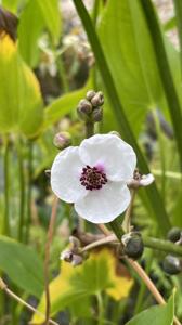 Sagittaria sagittifolia
