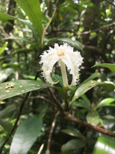 utils/thumbs/Alseuosmiaceae/Crispiloba_NWB5sgN8zTCq6ndWfJEgLD.jpg