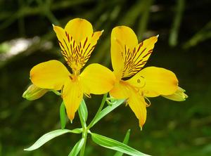 Alstroemeria aurea