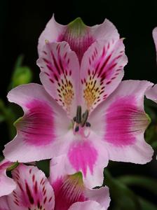 Alstroemeria pelegrina