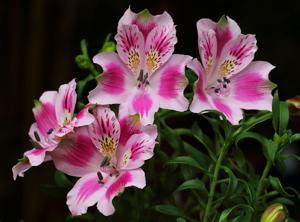 Alstroemeria pelegrina
