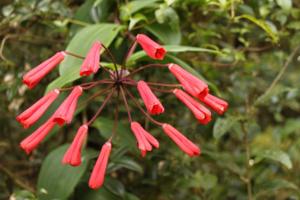 Bomarea costaricensis