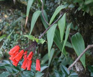 Bomarea costaricensis