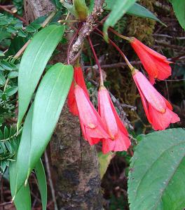 Bomarea costaricensis