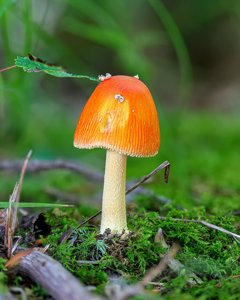 utils/thumbs/Amanitaceae/Amanita_4YewWLLtYrDezHzHJuxFRC.jpg