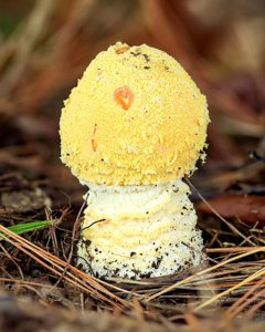 utils/thumbs/Amanitaceae/Amanita_7vkmasnDsPAS2SBNxeJgSe.jpg