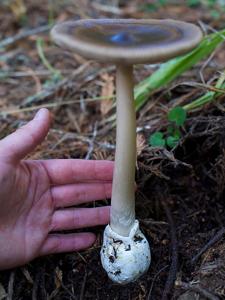 Amanita pachycolea