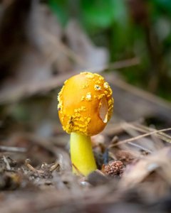 utils/thumbs/Amanitaceae/Amanita_E2h4jdFhz4jCwZUhPsCKB9.jpg