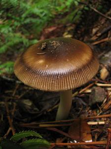Amanita pachycolea