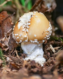 Amanita pantherina