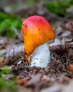 utils/thumbs/Amanitaceae/Amanita_JWgycqLxM9AXaZo3vwzBNW.jpg
