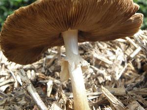 Amanita phalloides