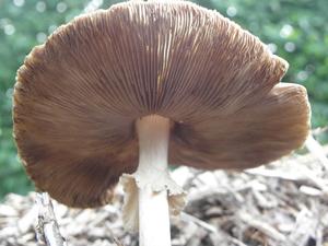Amanita phalloides