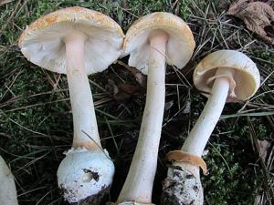 Amanita roseotincta