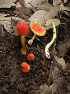 utils/thumbs/Amanitaceae/Amanita_VjSbEPxd8kTkSFD7QbX3Yj.jpg
