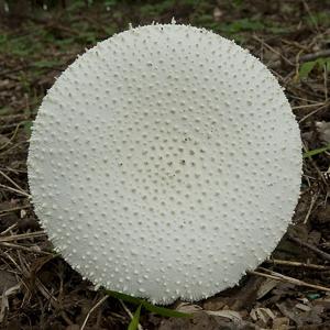 utils/thumbs/Amanitaceae/Amanita_aZWPypu3FyRJz4DYSuUoFe.jpg