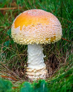 utils/thumbs/Amanitaceae/Amanita_aZwf6cvqeSDKhMEAoZBjki.jpg