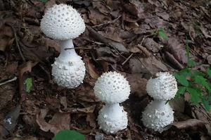 Amanita virgineoides