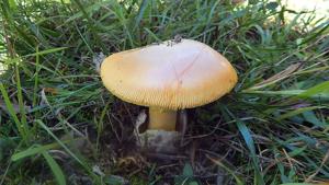 utils/thumbs/Amanitaceae/Amanita_c4ioveQQxbnDBxy5cvitEx.jpg