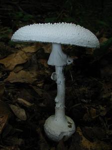 utils/thumbs/Amanitaceae/Amanita_dWbuqpAvLJRtPCHQtKzMj4.jpg