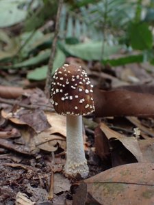 utils/thumbs/Amanitaceae/Amanita_eLCSbuRTc9A5NLHmzJNEnK.jpeg