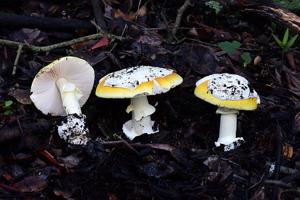utils/thumbs/Amanitaceae/Amanita_grkyKPN8uVerU8JBHKUQPy.jpg