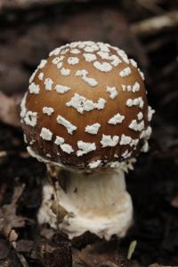 Amanita pantherina