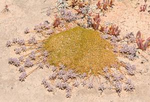 Ptilotus fasciculatus