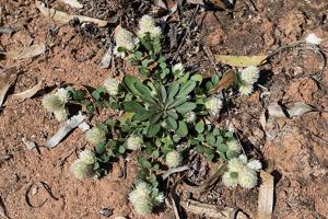 Ptilotus holosericeus