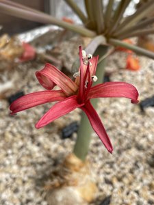 Brunsvigia litoralis