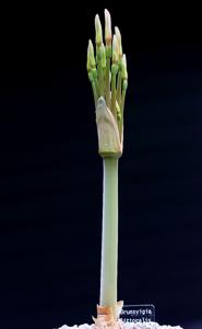 Brunsvigia litoralis