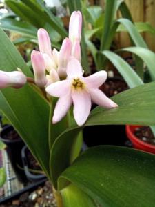 utils/thumbs/Amaryllidaceae/Cryptostephanus_99pVzDWyofpA8A8Dbfsgtu.jpg