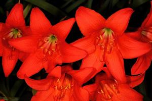 Cyrtanthus sanguineus subsp. sanguineus