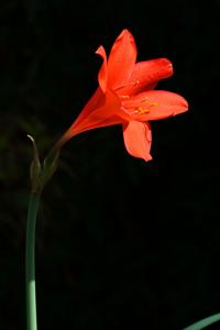Cyrtanthus sanguineus