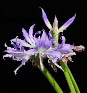 utils/thumbs/Amaryllidaceae/Griffinia_g7dBKcDqukKyvHSgbLwDHk.jpg