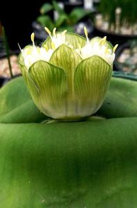Haemanthus deformis