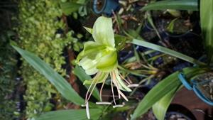 Hippeastrum calyptratum