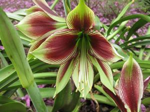 Hippeastrum papilio