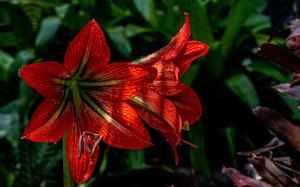 Hippeastrum morelianum
