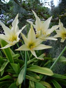 utils/thumbs/Amaryllidaceae/Hippeastrum_h6Q2FrZPW8dL7JE57k477h.jpg