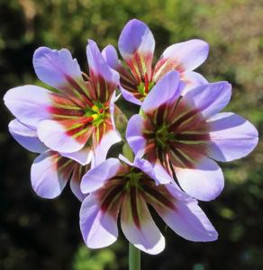 Leucocoryne purpurea