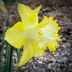utils/thumbs/Amaryllidaceae/Narcissus_KxjpnesuHBWq3CGPYwEgrQ.jpg